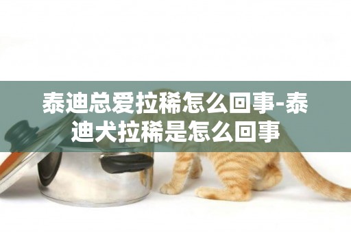 泰迪總愛拉稀怎么回事-泰迪犬拉稀是怎么回事
