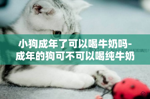 小狗成年了可以喝牛奶嗎-成年的狗可不可以喝純牛奶了
