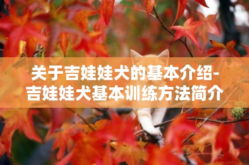 關于吉娃娃犬的基本介紹-吉娃娃犬基本訓練方法簡介