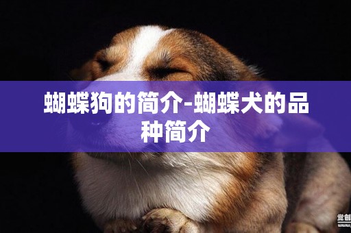 蝴蝶狗的簡介-蝴蝶犬的品種簡介