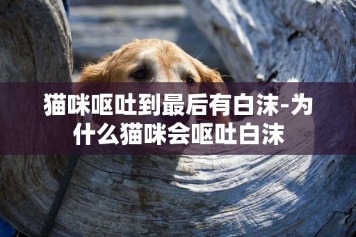 貓咪嘔吐到最后有白沫-為什么貓咪會嘔吐白沫