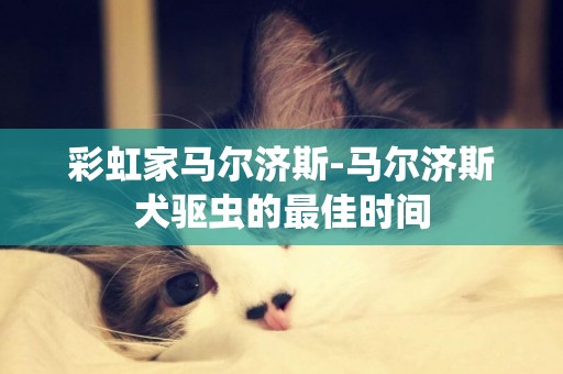 彩虹家馬爾濟斯-馬爾濟斯犬驅蟲的最佳時間