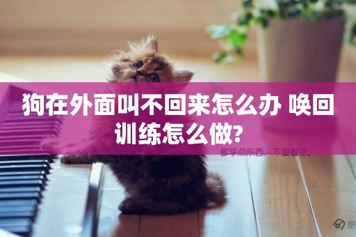 狗在外面叫不回來怎么辦 喚回訓練怎么做?