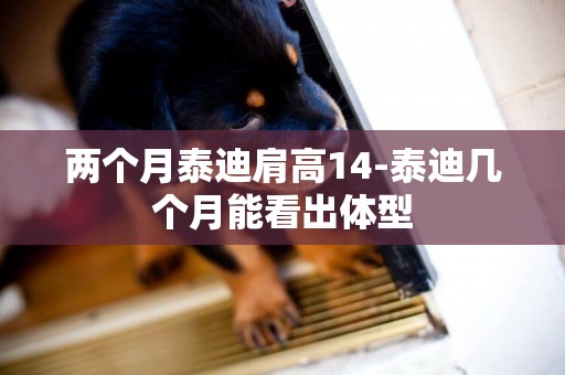 兩個月泰迪肩高14-泰迪幾個月能看出體型