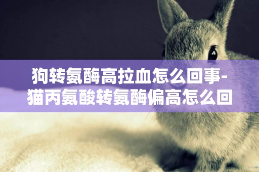 狗轉氨酶高拉血怎么回事-貓丙氨酸轉氨酶偏高怎么回事