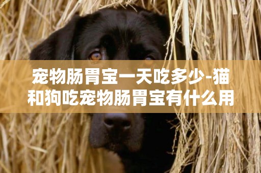 寵物腸胃寶一天吃多少-貓和狗吃寵物腸胃寶有什么用