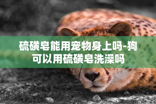 硫磺皂能用寵物身上嗎-狗可以用硫磺皂洗澡嗎