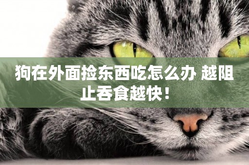 狗在外面撿東西吃怎么辦 越阻止吞食越快！