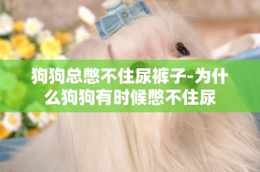 狗狗總憋不住尿褲子-為什么狗狗有時候憋不住尿
