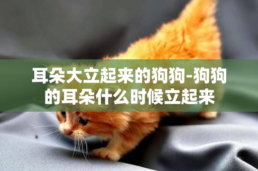耳朵大立起來的狗狗-狗狗的耳朵什么時候立起來