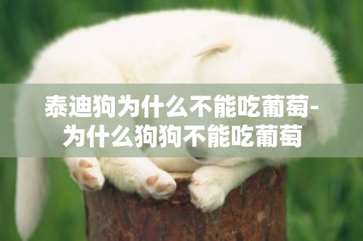 泰迪狗為什么不能吃葡萄-為什么狗狗不能吃葡萄