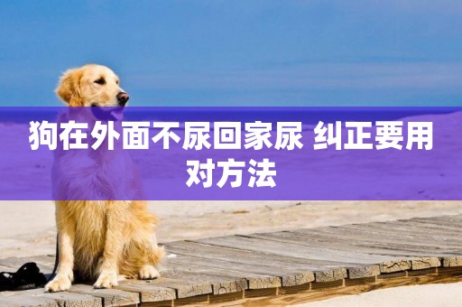 狗在外面不尿回家尿 糾正要用對方法