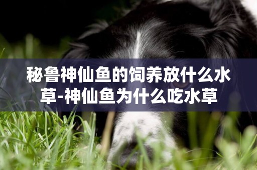 秘魯神仙魚的飼養放什么水草-神仙魚為什么吃水草
