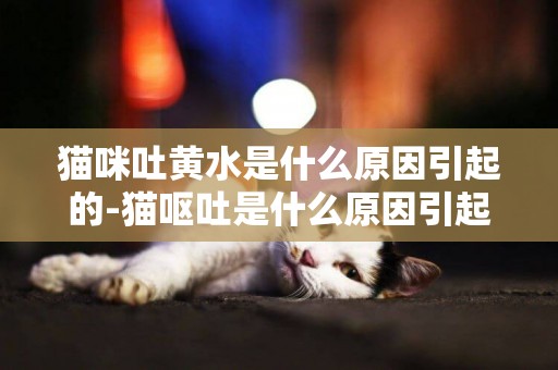 貓咪吐黃水是什么原因引起的-貓嘔吐是什么原因引起的