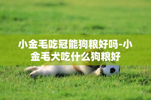 小金毛吃冠能狗糧好嗎-小金毛犬吃什么狗糧好