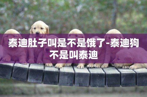 泰迪肚子叫是不是餓了-泰迪狗不是叫泰迪