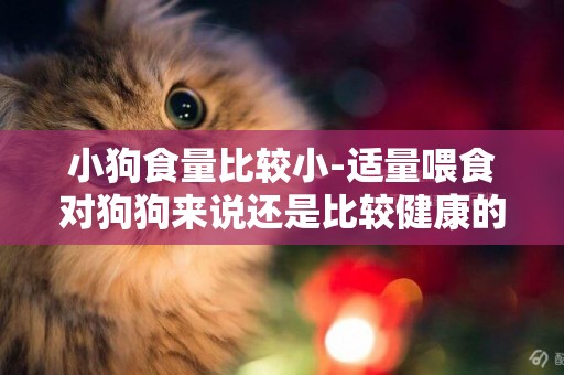 小狗食量比較小-適量喂食對狗狗來說還是比較健康的