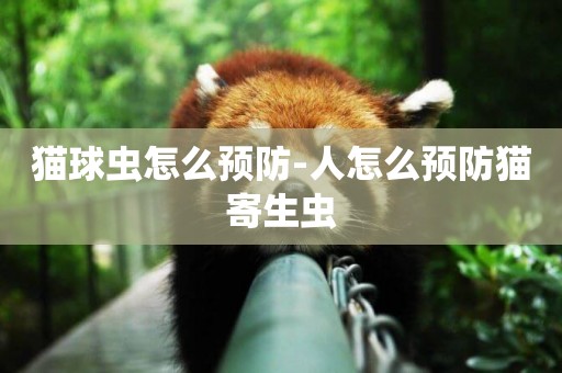 貓球蟲怎么預防-人怎么預防貓寄生蟲