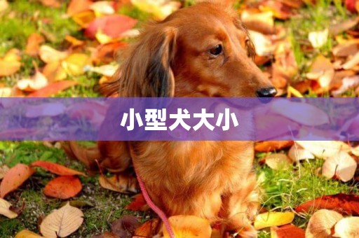 小型犬大小