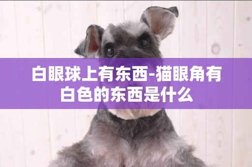 白眼球上有東西-貓眼角有白色的東西是什么