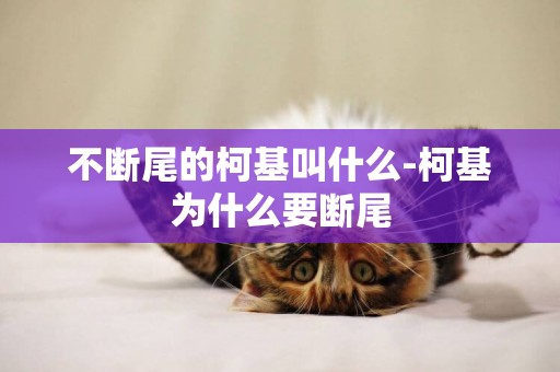 不斷尾的柯基叫什么-柯基為什么要斷尾