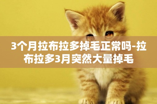 3個月拉布拉多掉毛正常嗎-拉布拉多3月突然大量掉毛