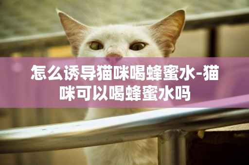 怎么誘導貓咪喝蜂蜜水-貓咪可以喝蜂蜜水嗎