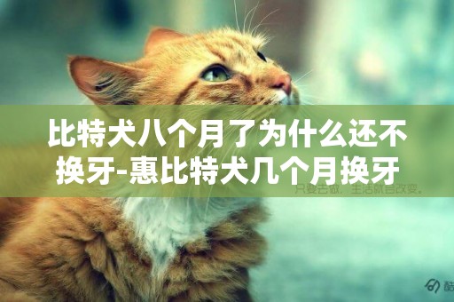 比特犬八個月了為什么還不換牙-惠比特犬幾個月換牙
