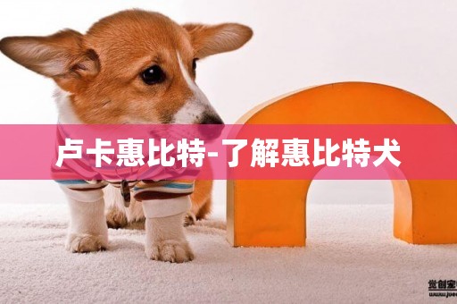 盧卡惠比特-了解惠比特犬
