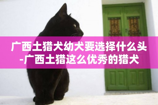 廣西土獵犬幼犬要選擇什么頭-廣西土獵這么優秀的獵犬