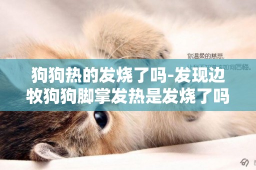狗狗熱的發燒了嗎-發現邊牧狗狗腳掌發熱是發燒了嗎