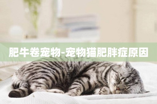 肥牛卷寵物-寵物貓肥胖癥原因