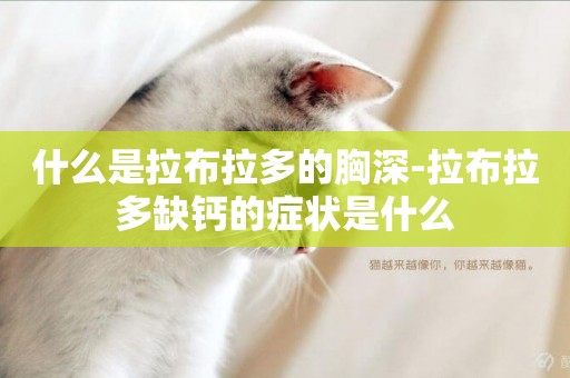 什么是拉布拉多的胸深-拉布拉多缺鈣的癥狀是什么