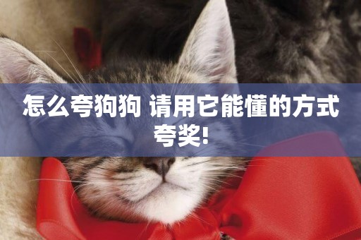 怎么夸狗狗 請用它能懂的方式夸獎!
