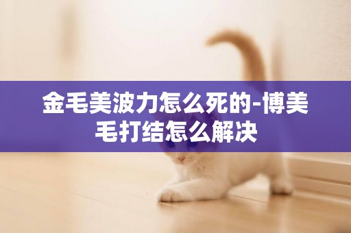 金毛美波力怎么死的-博美毛打結怎么解決