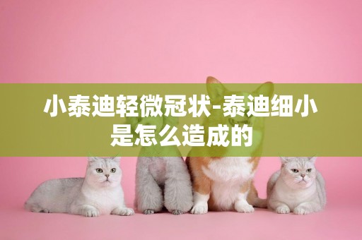 小泰迪輕微冠狀-泰迪細小是怎么造成的