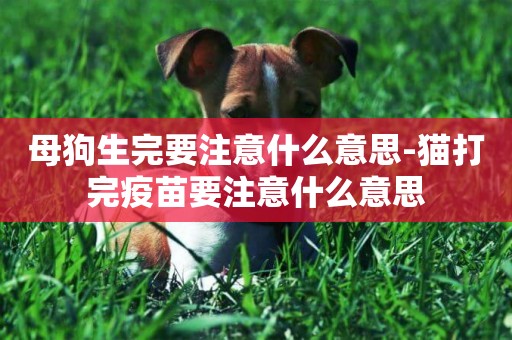 母狗生完要注意什么意思-貓打完疫苗要注意什么意思