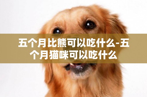 五個月比熊可以吃什么-五個月貓咪可以吃什么