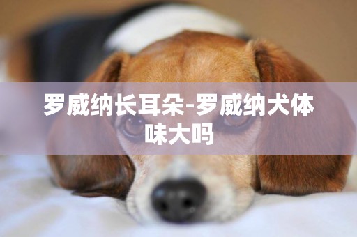 羅威納長耳朵-羅威納犬體味大嗎