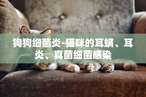 狗狗細菌炎-貓咪的耳螨、耳炎、真菌細菌感染