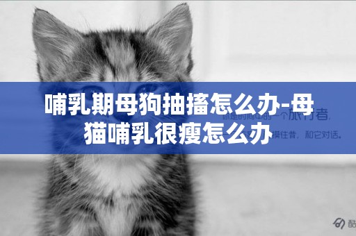 哺乳期母狗抽搐怎么辦-母貓哺乳很瘦怎么辦