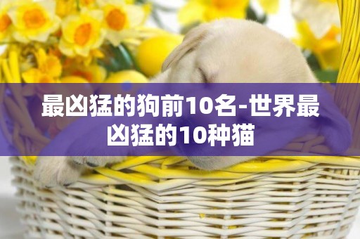 最兇猛的狗前10名-世界最兇猛的10種貓