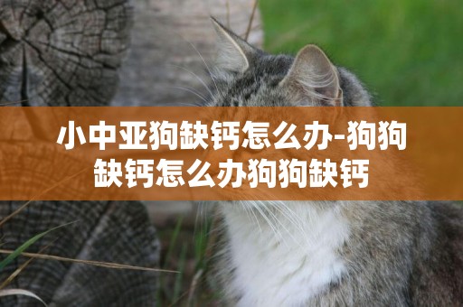 小中亞狗缺鈣怎么辦-狗狗缺鈣怎么辦狗狗缺鈣