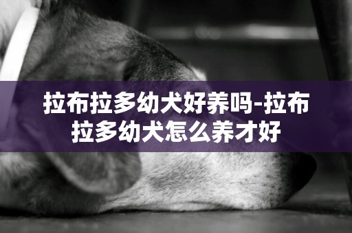 拉布拉多幼犬好養嗎-拉布拉多幼犬怎么養才好