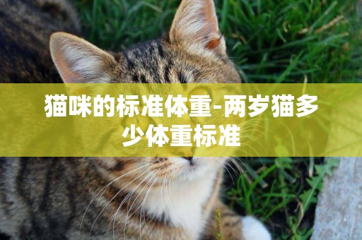 貓咪的標準體重-兩歲貓多少體重標準