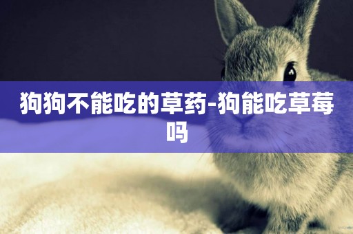 狗狗不能吃的草藥-狗能吃草莓嗎