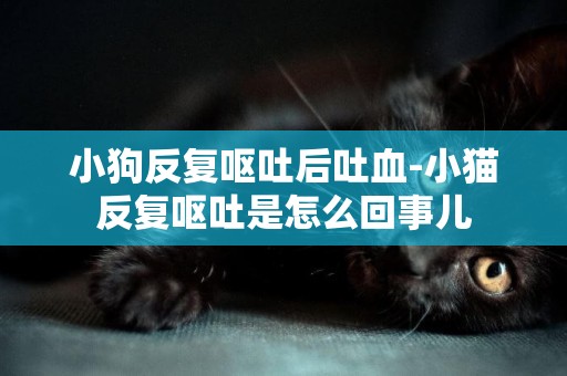 小狗反復嘔吐后吐血-小貓反復嘔吐是怎么回事兒