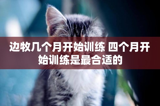 邊牧幾個月開始訓練 四個月開始訓練是最合適的