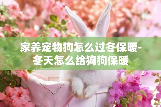 家養寵物狗怎么過冬保暖-冬天怎么給狗狗保暖