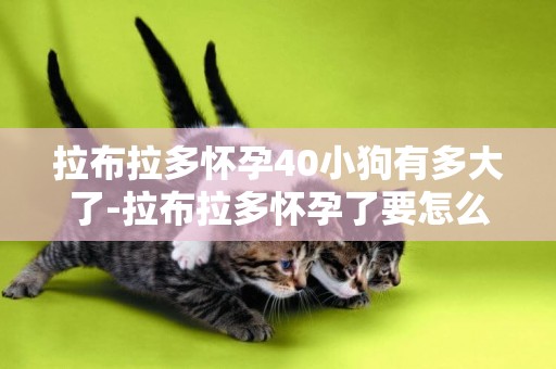 拉布拉多懷孕40小狗有多大了-拉布拉多懷孕了要怎么喂養